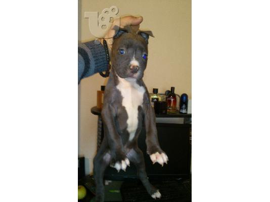 blue pitbull
