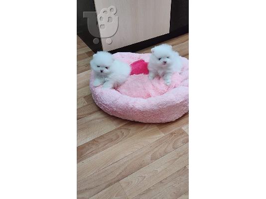 PoulaTo: Σούπερ χαριτωμένα κουτάβια Pomeranian
