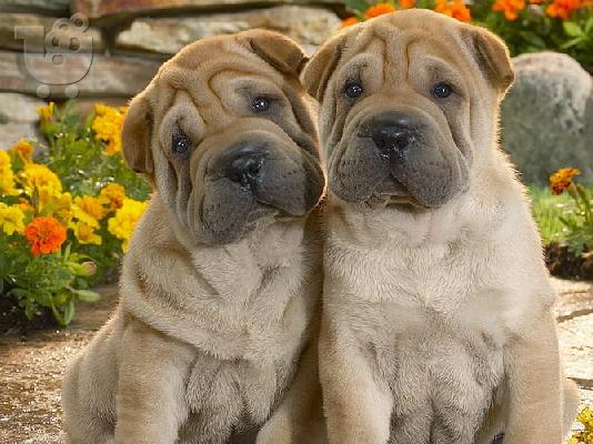 PoulaTo: Shar pei - Σαρ Πέι