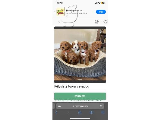 Κουτάβια Cavapoo