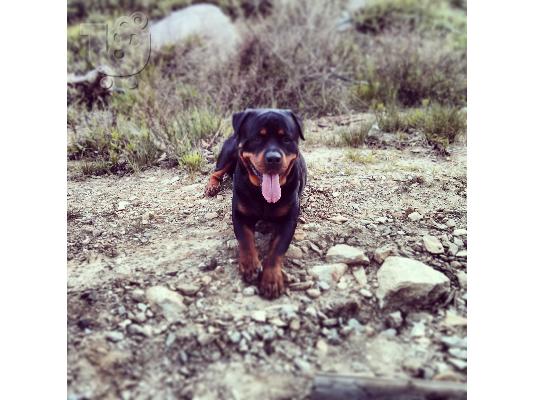 Ζητείται θηλυκό rottweiler για ζευγάρωμα