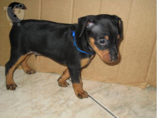 Mini pincher