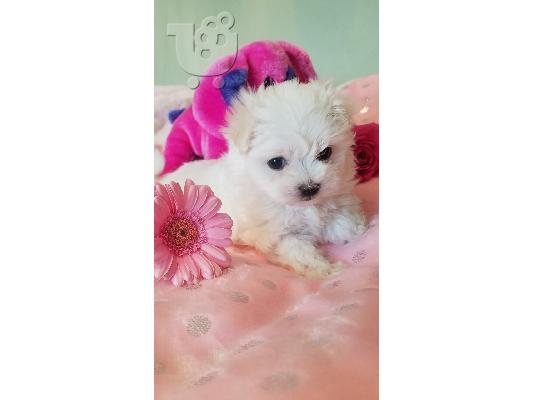 Lovely Maltes Pups Πλήρως δοκιμασμένο για την υγεία