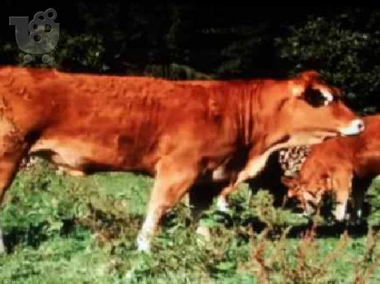 ΛΙΜΟΥΖΙΝΕΣ ΜΟΣΧΑΡΙΑ γαλλική Limousin ΑΓΡΙΟΒΟΥΒΑΛΟΙ. ΠΡΟΒΑΤΑ ΜΟΥΛΦ — Αγ. Νικόλαος ...