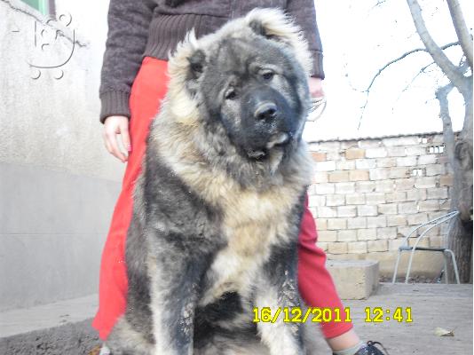 Kennel "Dushman" sale male Caucasian Shepherd