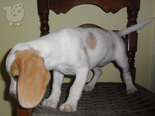 Beagle