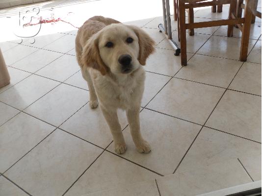 GOLDEN RETRIEVER