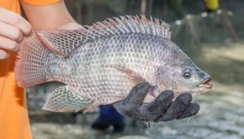 Πωλείται Frozen Tilapia Fish Feed Frozen Black Live Fish