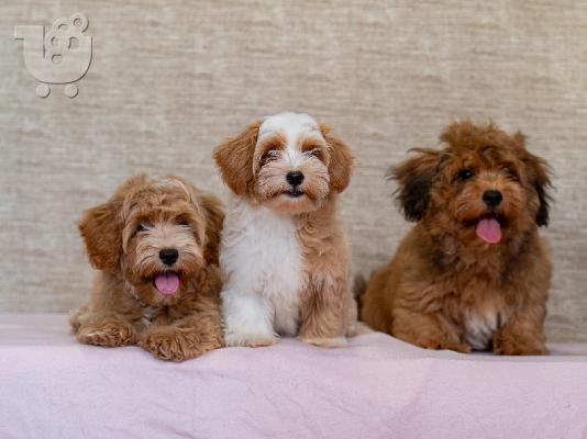 Havanese Bichon κουτάβια