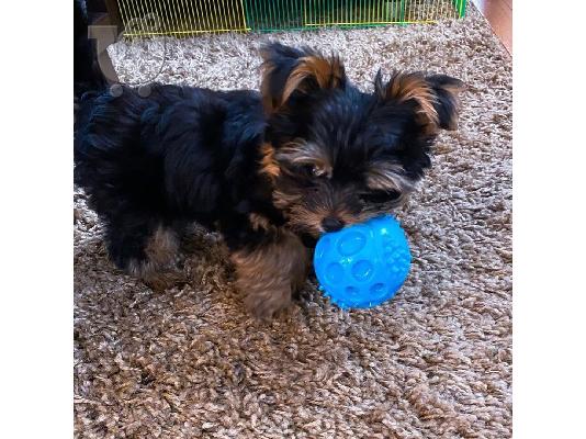 κουτάβια Yorkie