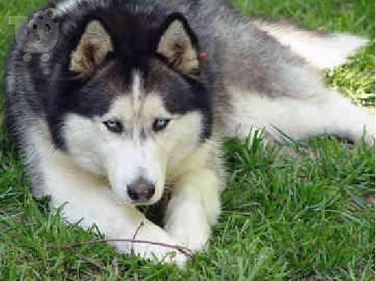 HUSKY καθαροαιμα 6979314054 ΚΡΗΤΗ-ΑΘΗΝΑ-ΘΕΣΣ/ΝΙΚΗ