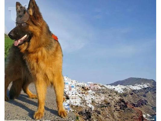 German Shepherd