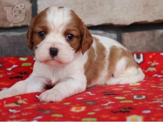 PoulaTo: Κουτάβια Cavalier king charls.Whatsapp/Viber +48785742139
