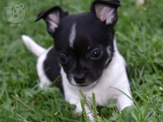 κουτάβια chihuahua