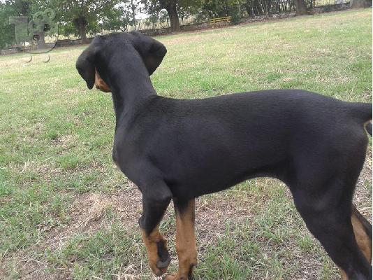 doberman κουταβια θηλυκα