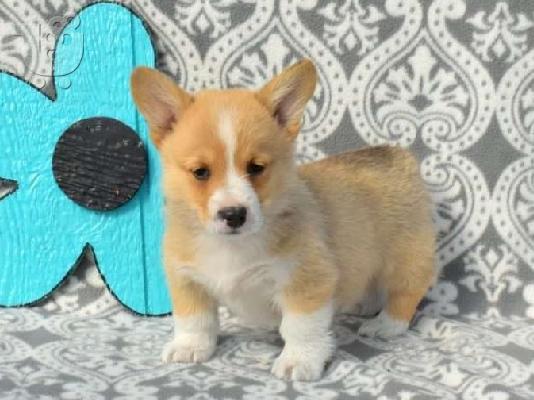 PoulaTo: Όμορφα κουτάβια Pembroke Welsh Corgi
