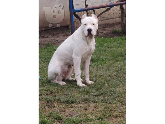 Κουτάβια Dogo Argentino
