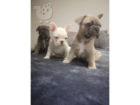 FRENCH Bulldog κουτάβια με Pedigree