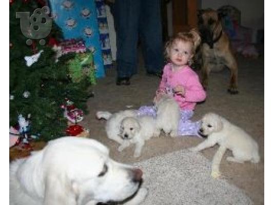 PoulaTo: Το Golden Retriever κουτάβια όμορφη αρσενικά και θηλυκά