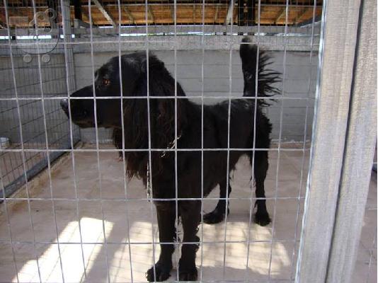 Gordon setter Χαριζεται