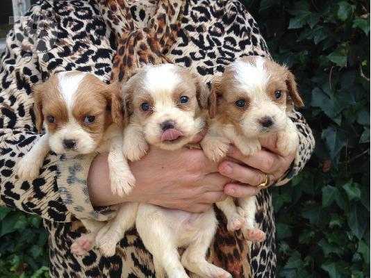 PoulaTo: chihuahua Diathésima arseniká kai thilyká.