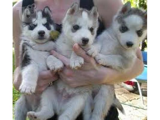 PoulaTo: husky