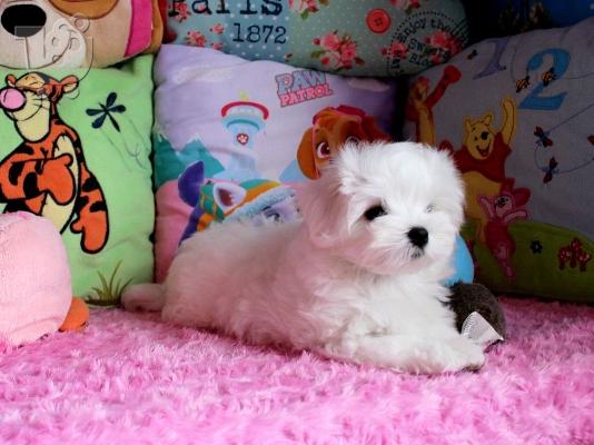 PoulaTo: Δύο Awesome T-Cup Pomeranian Puppies