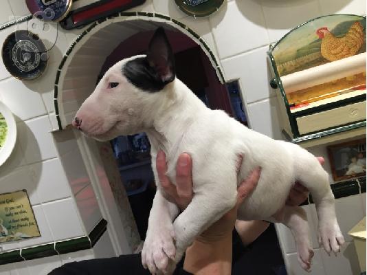 Μινιατούρα κουτάβια Bull Terrier