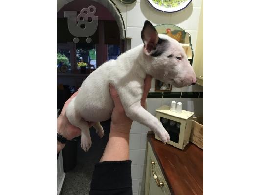 Μινιατούρα κουτάβια Bull Terrier