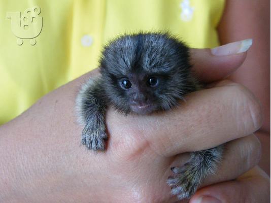 PoulaTo: Pygmy Marmoset Monkey Διαθέσιμο