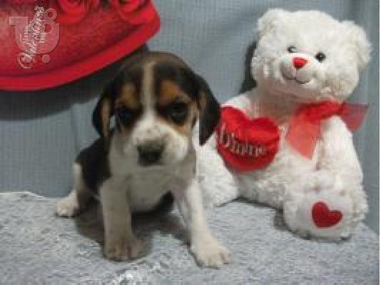 PoulaTo: Beagle{€150}