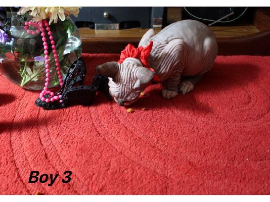 Όμορφα γατάκια Sphynx
