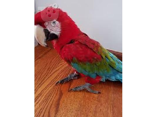 PoulaTo: μιλώντας scarlet παπαγάλος macaw για 200 €