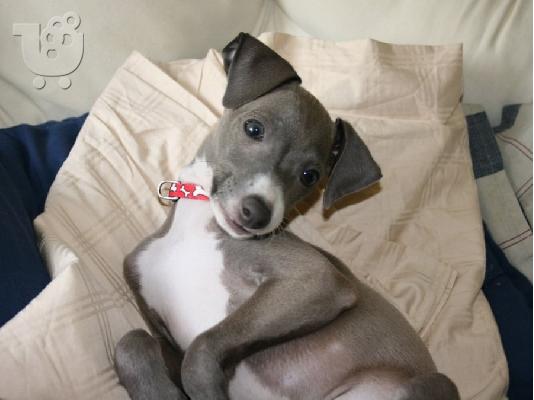 PoulaTo: Υπέροχα ιταλικά κουτάβια Greyhound.