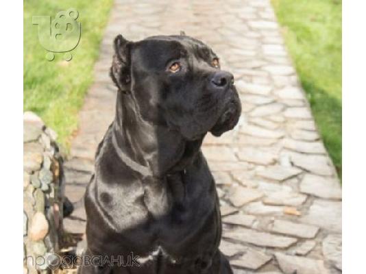 CANE CORSO