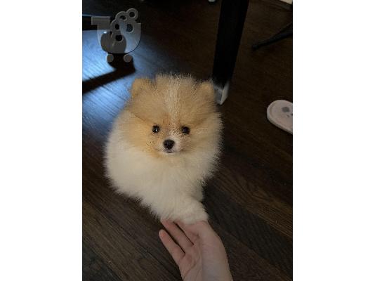 PoulaTo: Spitz mini bicolour