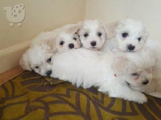 PoulaTo: Δύο κουτάβια Top Class Maltese Available