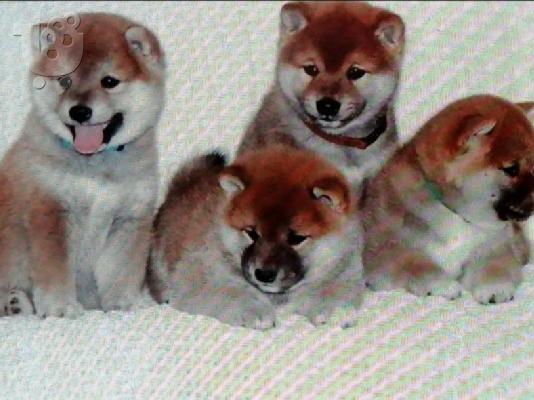 PoulaTo: Κουτάβια Shiba inu