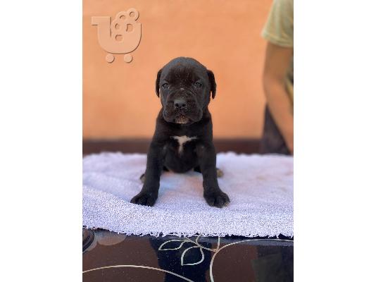 PoulaTo: Κουτάβια Cane Corso
