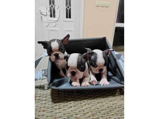 Κουτάβια Boston Terrier προς πώληση