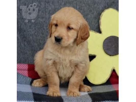 PoulaTo: X μάζα τεριέ Golden Retriever