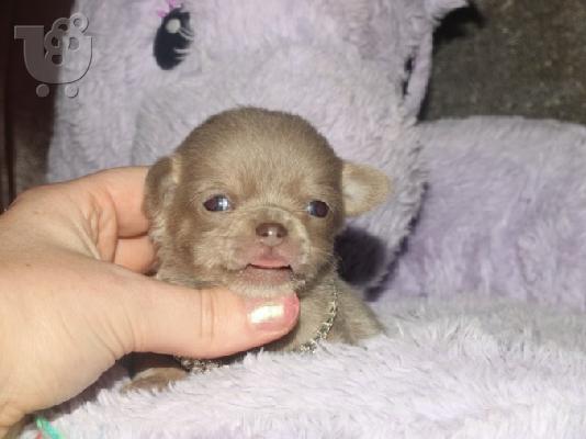 T-Cup Chihuahua