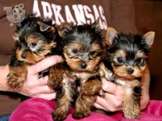 PoulaTo: Yorkies κουτάβια για 250 ευρώ