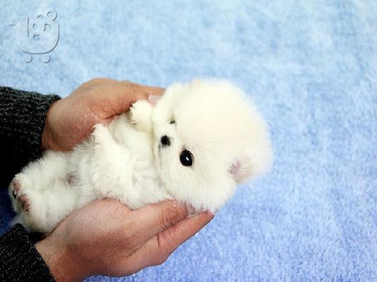 Διαθέσιμα γοητευτικά κουτάβια τσαγιού Pomeranian