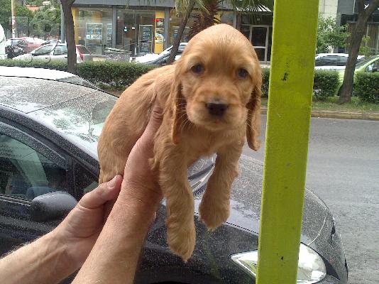 PoulaTo: Cavalier King Charles Spaniel