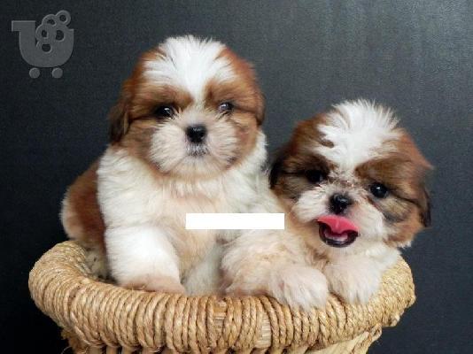 PoulaTo: Shih tzu κουτάβι