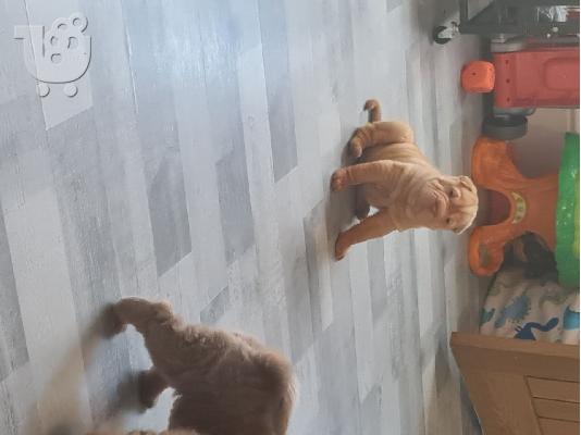 Εκπαιδευμένα κουτάβια Shar Pei έτοιμα να πάνε