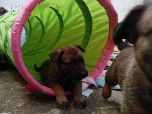 Belgian Malinois