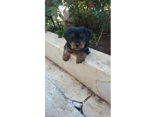 yorkshire terrier mini