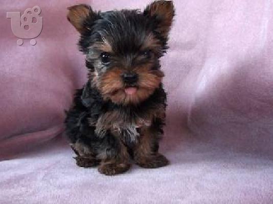 PoulaTo: YORKSHIRE TERRIER SUPER MINI